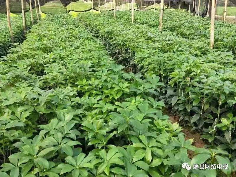 67小小八角苗托起致富梦