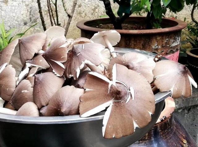 大地惊雷风起云涌伴随闷雷滚动女子闻声寻菌收获颇丰现盆装鸡枞