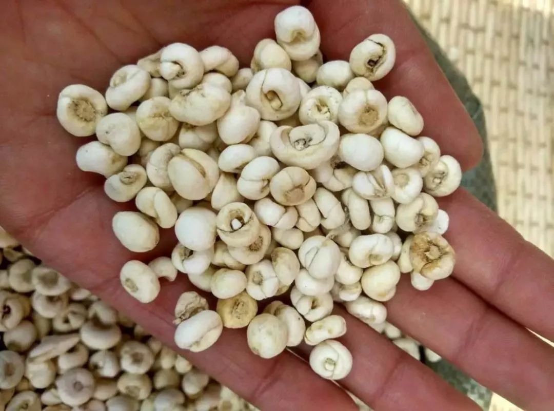 每天学一味中药【川贝母】