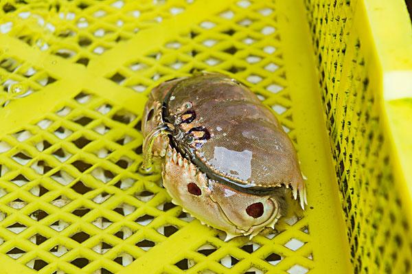 2019年度螃蟹大赏20种能吃的不能吃的都在这里look一下吧