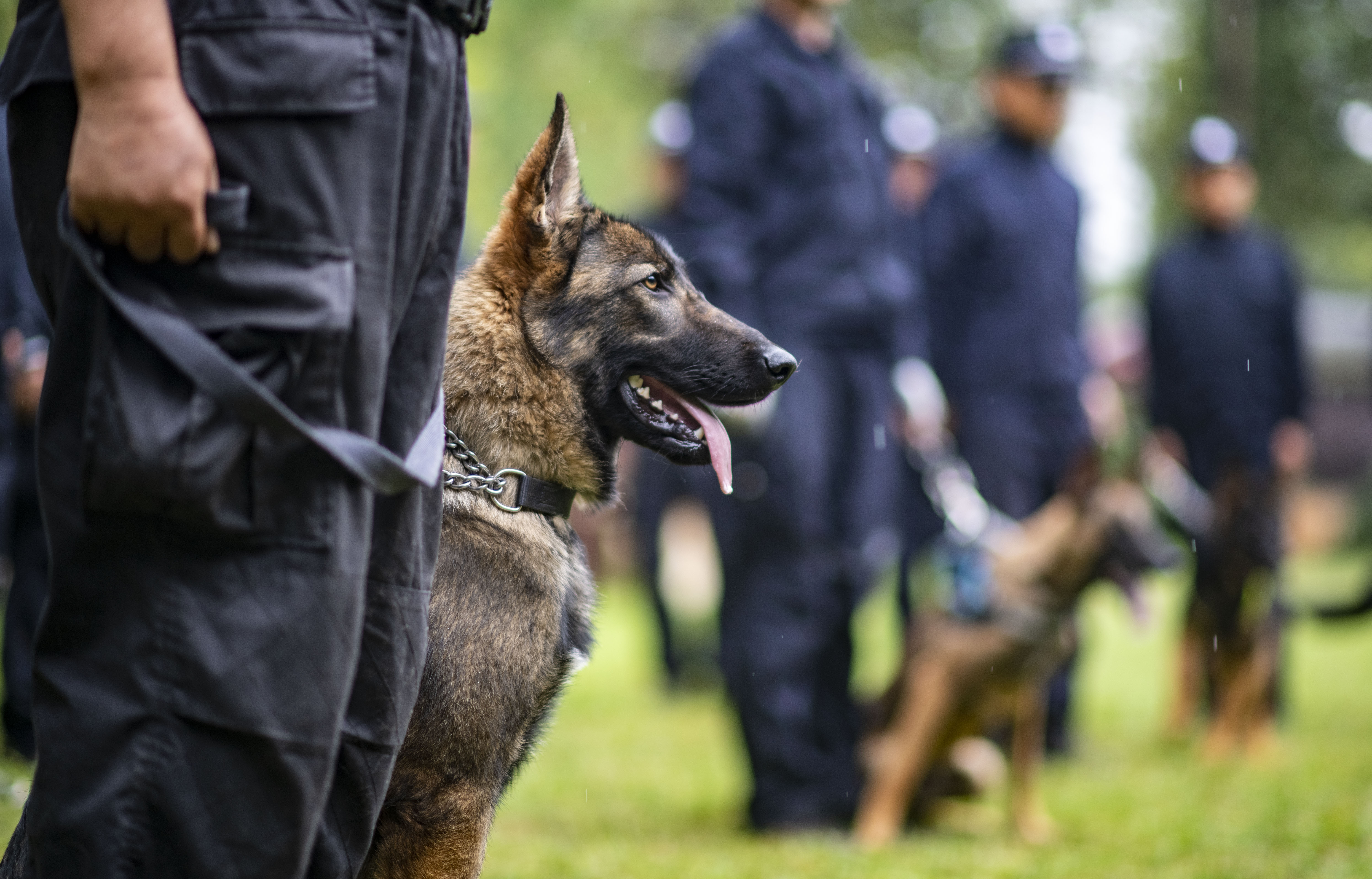 我国首只警用工作克隆犬昆勋入警