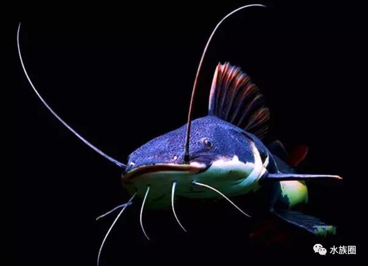 鱼友爱死红尾鲶,可钓友狠它说千万不要养?_鲶鱼