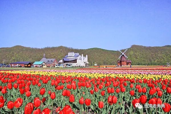 北海道五大夢幻花海_鬱金香