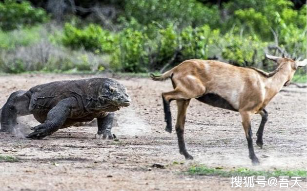 假如科莫多巨蜥与非洲鳄打斗,谁会占据上风?这样分析有道理吗?_尼罗