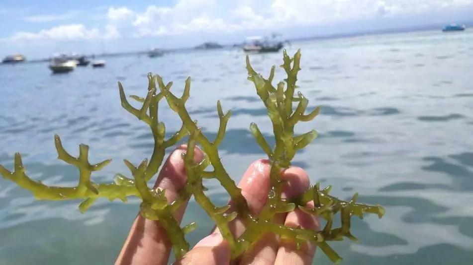 海石花,是什麼呢?_石花菜