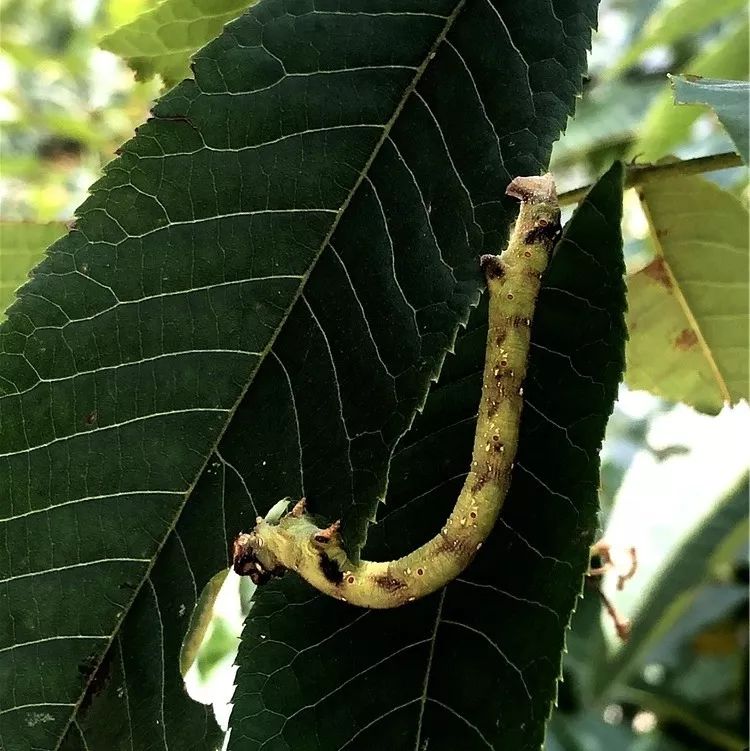 榕树上的黑色虫子图片