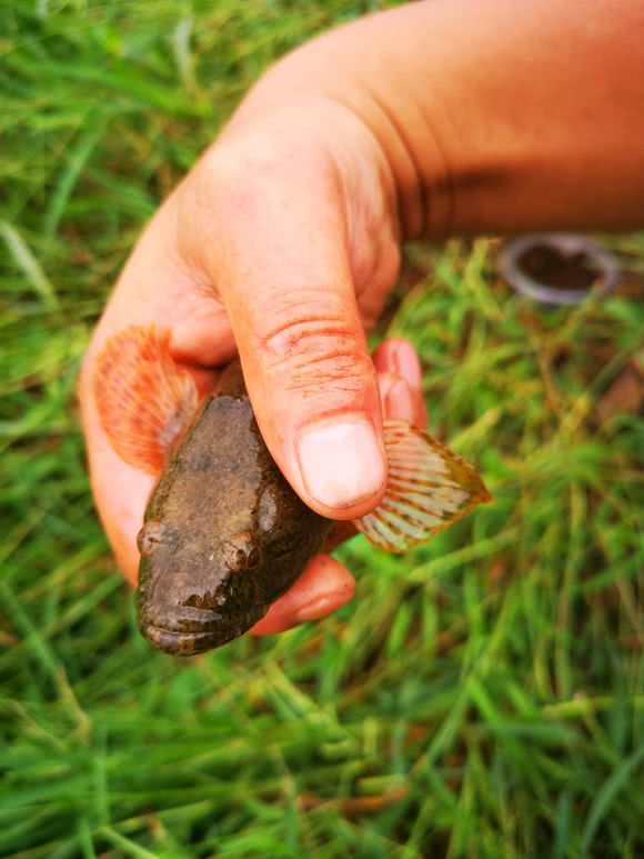 大量丑怪小黑鱼盘踞山下小河这鱼一百多一斤
