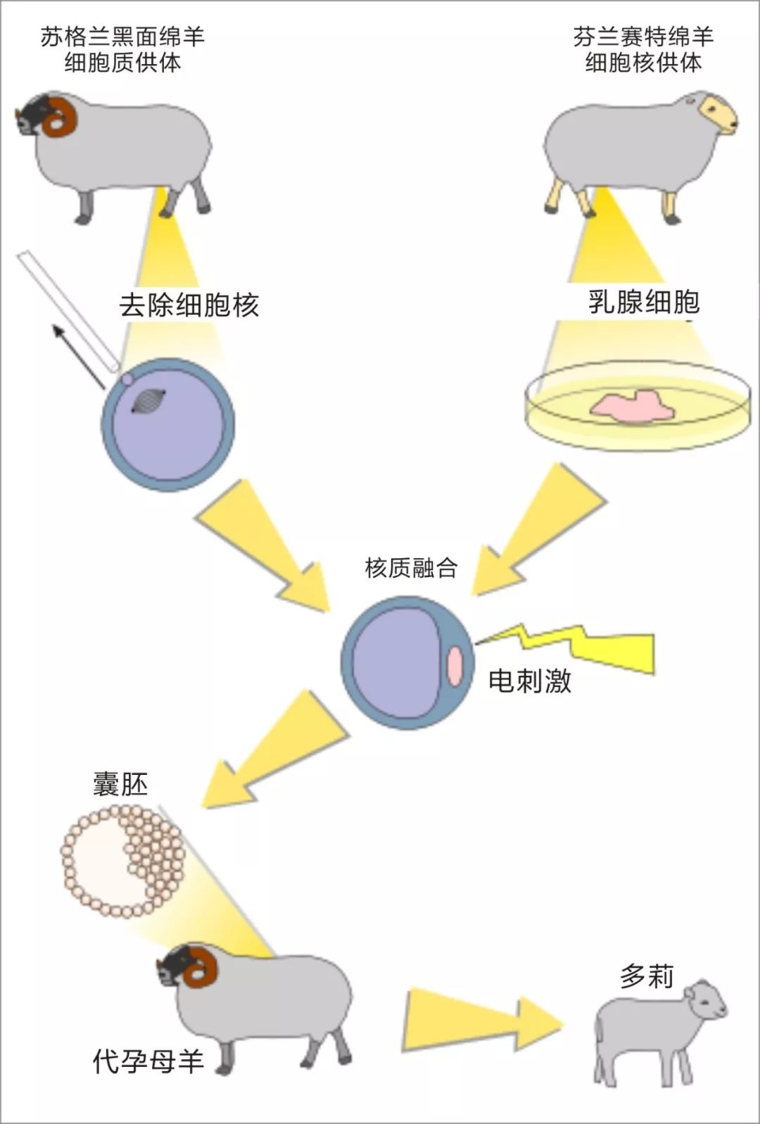 中國首隻克隆貓誕生它會像克隆羊多莉一樣短命嗎