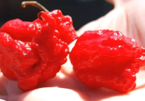 世界排名前4名的辣椒虽然一个比一个丑但四川人都表示不敢吃