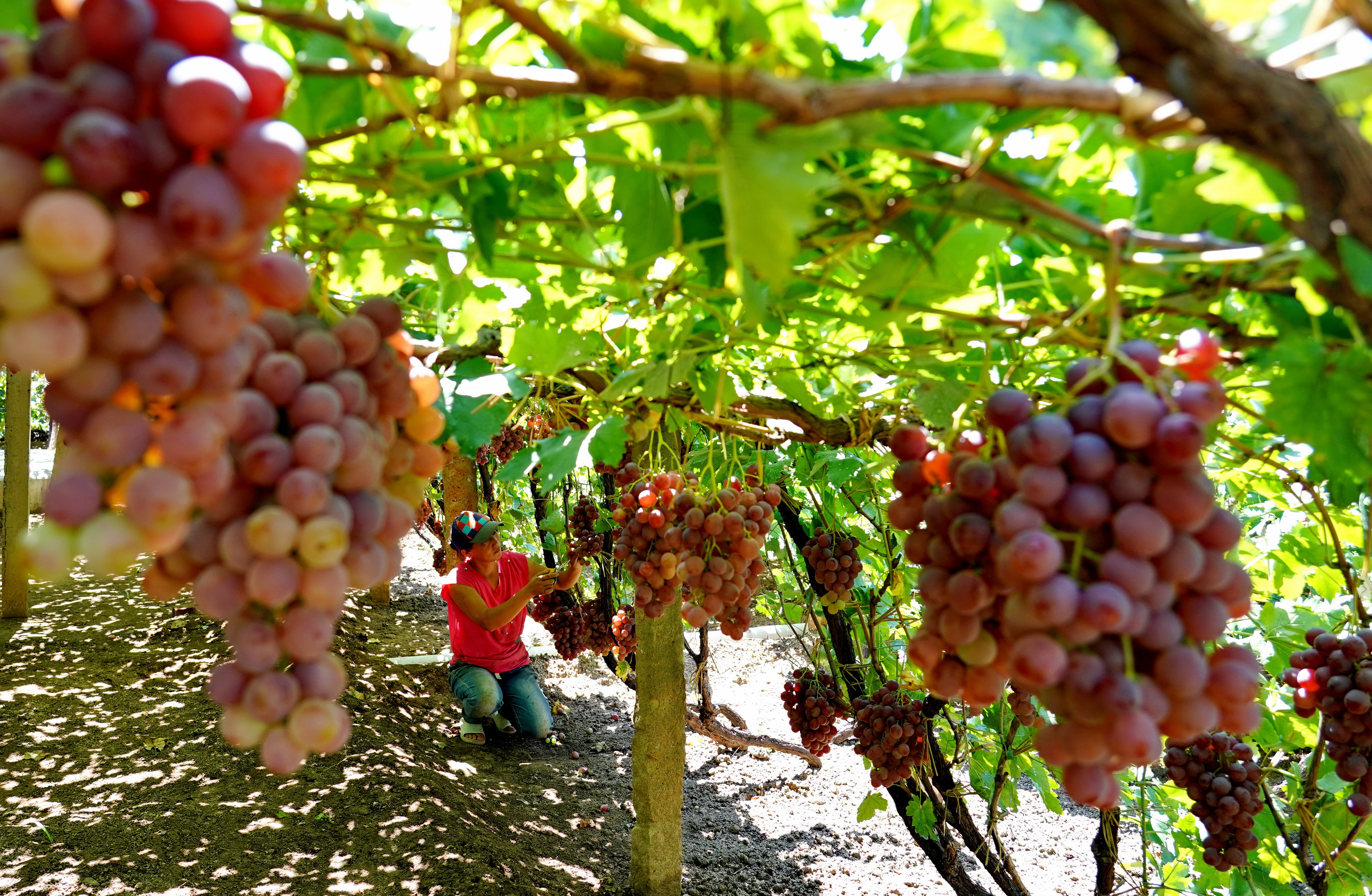 河北卢龙:葡萄种植盘活山村经济