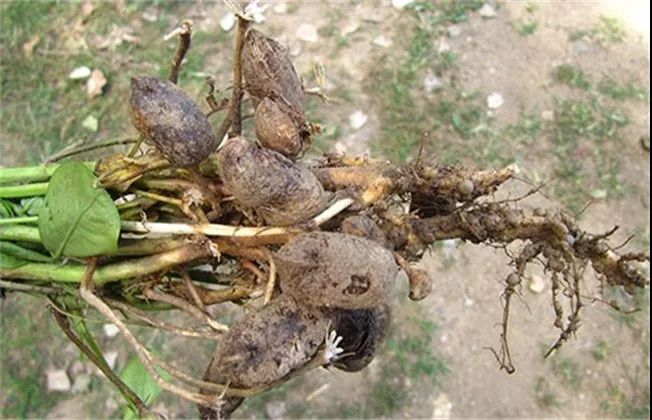 紧急花生果腐病危害很严重怎么防治