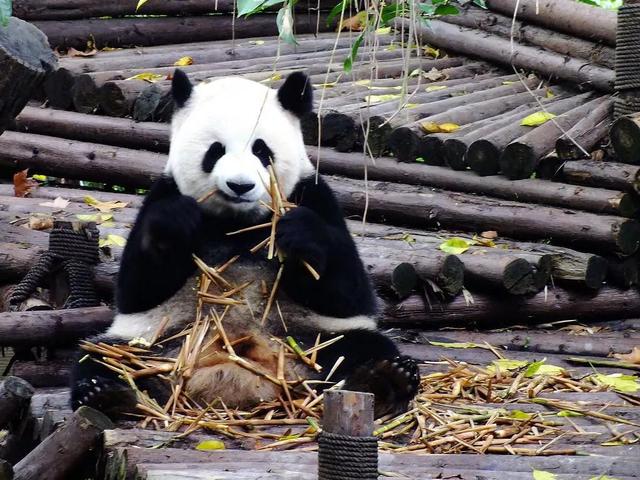 大熊貓是怎麼煉成的中國自駕地理