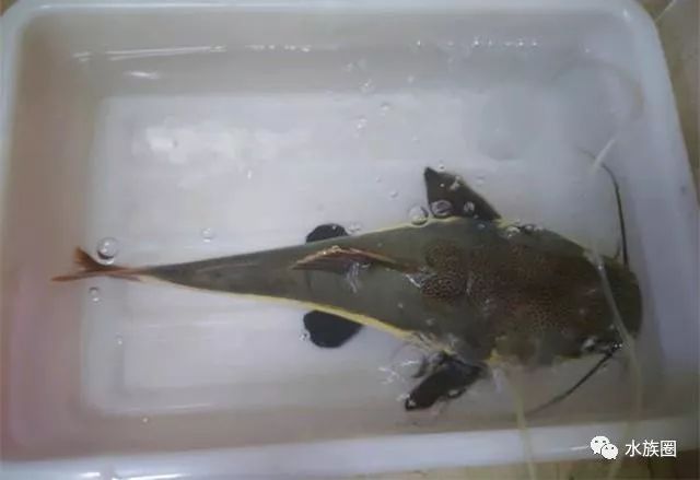 鱼友爱死红尾鲶,可钓友狠它说千万不要养?_鲶鱼