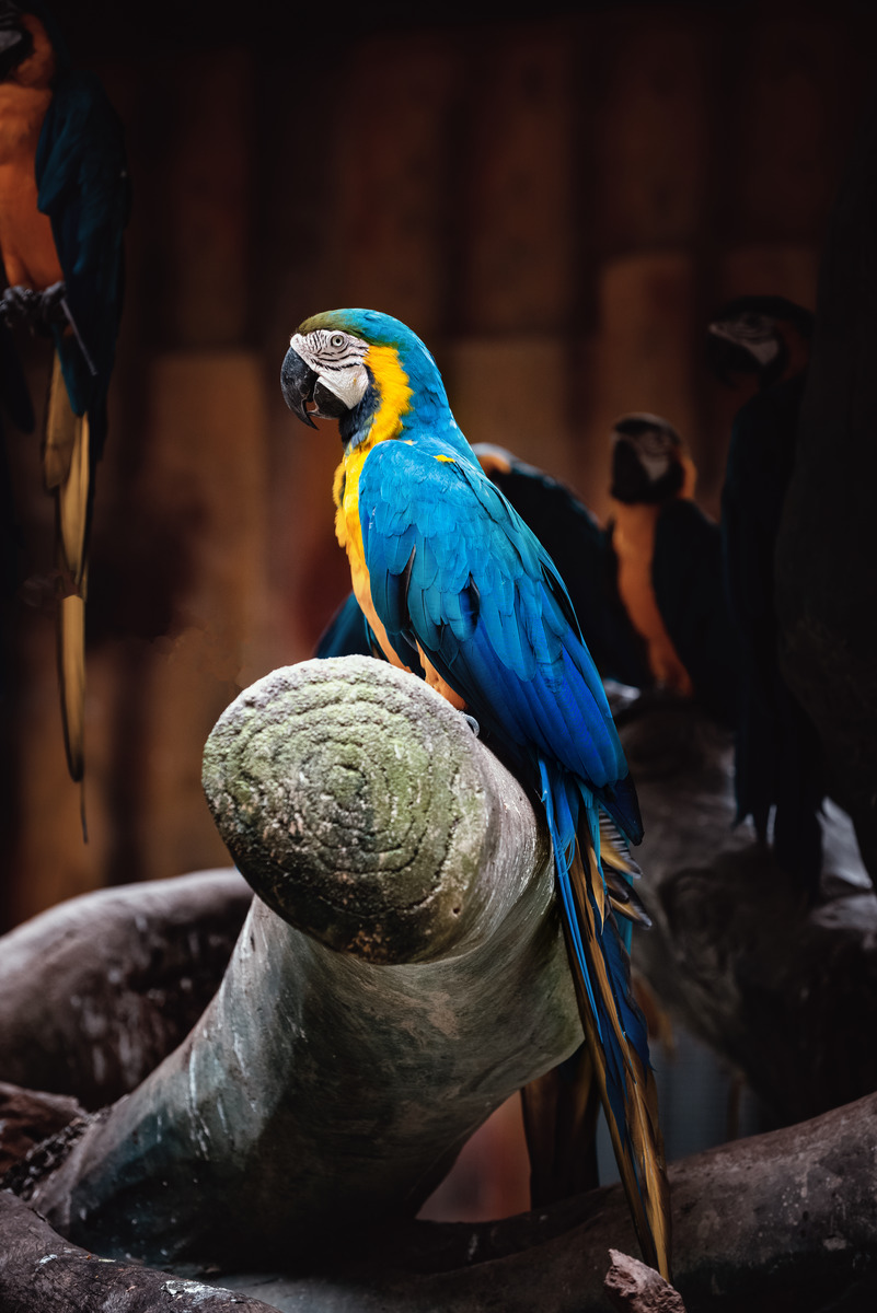 图虫人文摄影:传一组动物