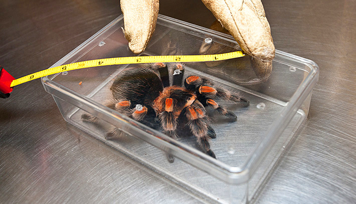 确认这些蜘蛛都是墨西哥当地一种叫做"红膝鸟蛛"的生物,这种蜘蛛在