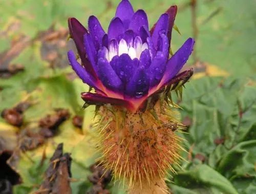 鸡头米,售价高达百元一斤,但每家每户依旧会买上一些,舍得花大把银子