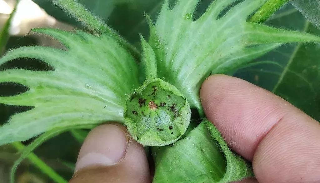 被绿盲蝽危害的棉花蕾铃1被绿盲蝽危害的棉花叶片1下期讲"绿盲蝽是