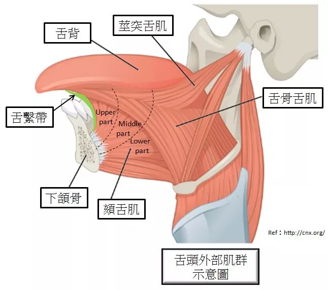 颏舌图片