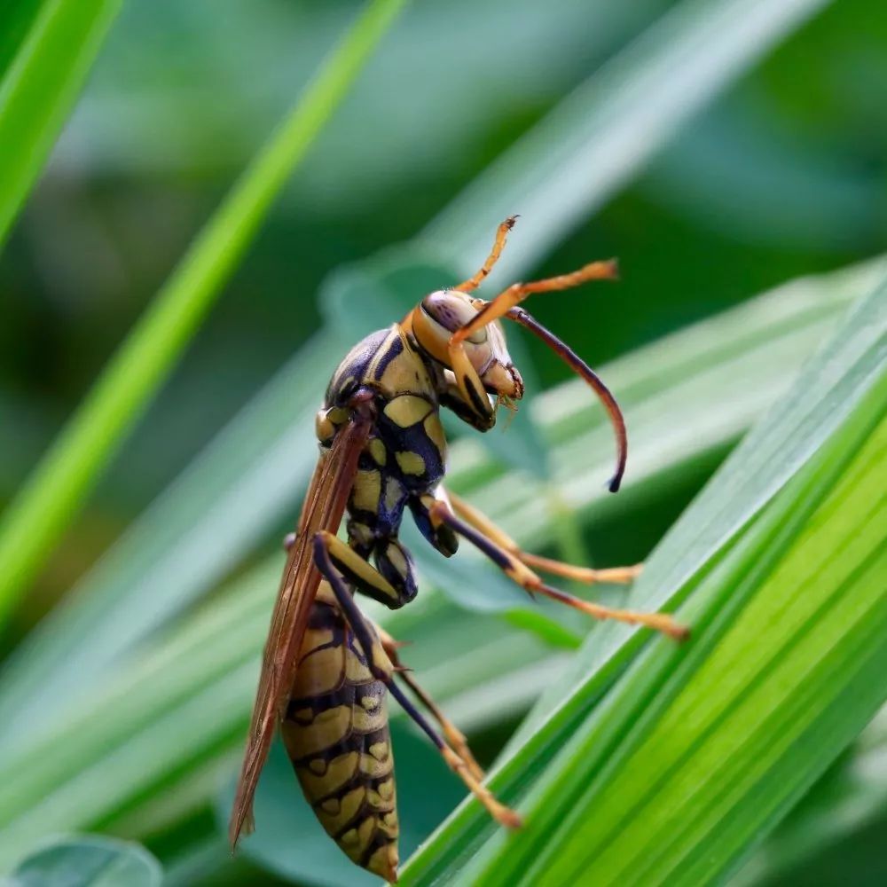 多事之秋狂蜂肆虐警惕被蜇伤