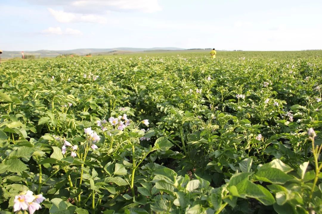 马铃薯种植结薯少是什么原因附管理措施