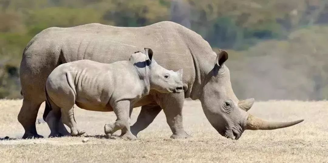 白犀,世界上体型最大的犀牛,他们性情温和,鼻子上一