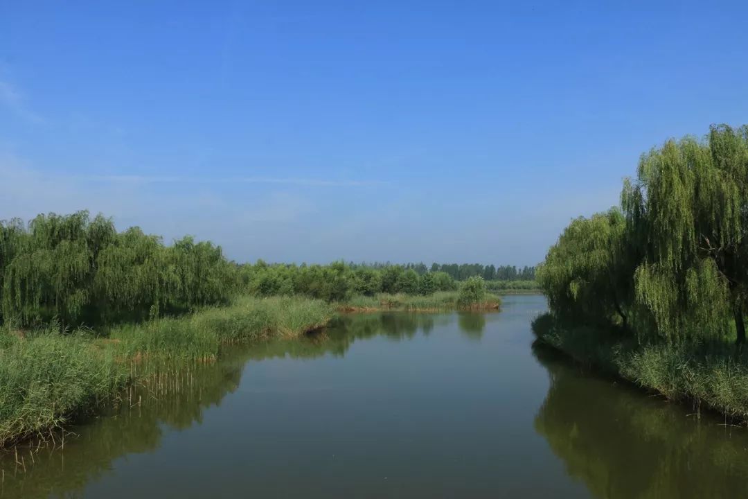 虞美人花海,芍药花海 天空,蓝蓝的 日月峰广场 供稿:东明县文化和旅游