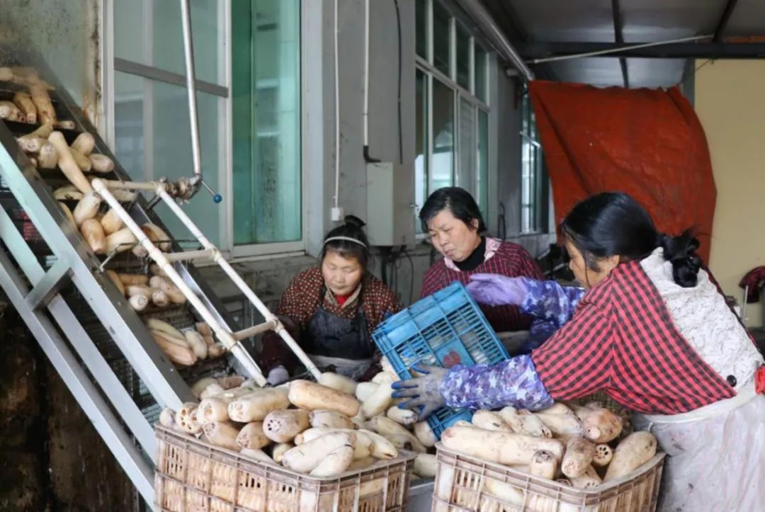 射陽湖鎮厲害了!荷藕產值超10億元