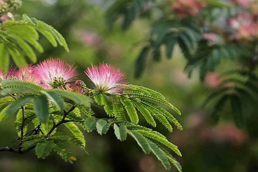 合欢小苗价格 合欢8-10公分价格 _植株