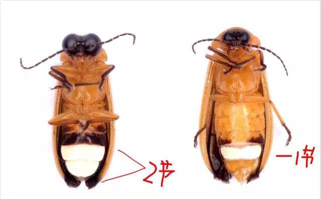 女科学家讲科普点亮希望之光的萤火虫