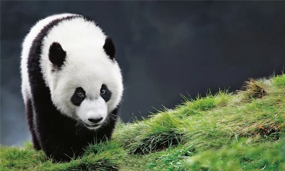 150th anniversary of the scientific discovery of the giant panda