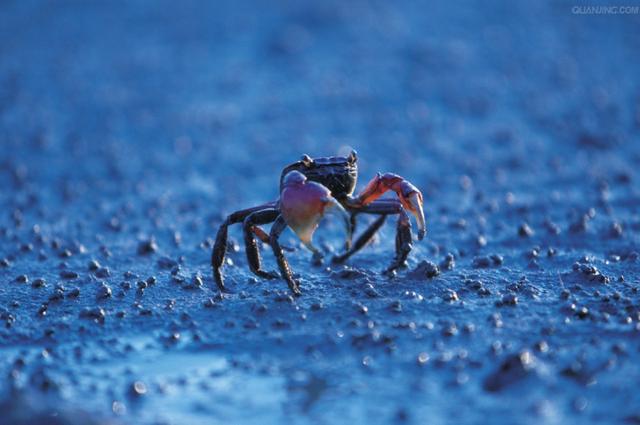 2019年度螃蟹大赏20种能吃的不能吃的都在这里look一下吧