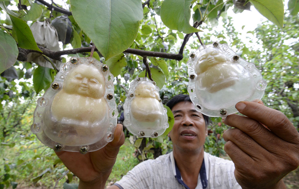原创梨农种出人参果见者垂涎欲滴网友好想吃一个长生不老