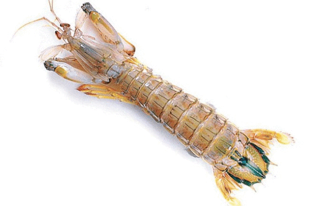 清蒸皮皮虾生腌濑尿虾椒盐富贵虾你爱哪种虾蛄