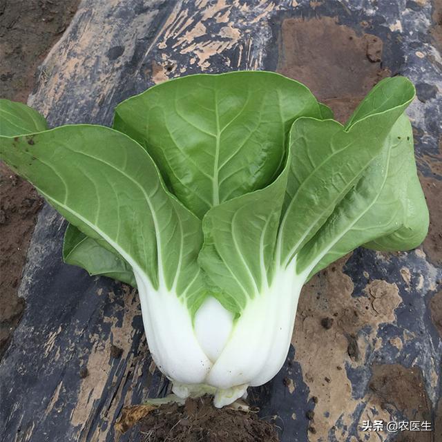 其次,就外观上来说,"瑞宝白富美"是属于株型特矮型的小白菜品种,叶柄