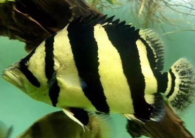 印尼虎秒变明黄底或红皮虎听商家为你揭秘