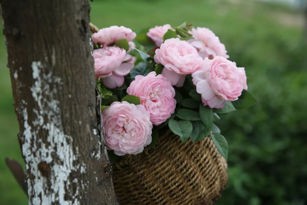 天狼新品首发可可爱爱粉月季潋滟超抗病