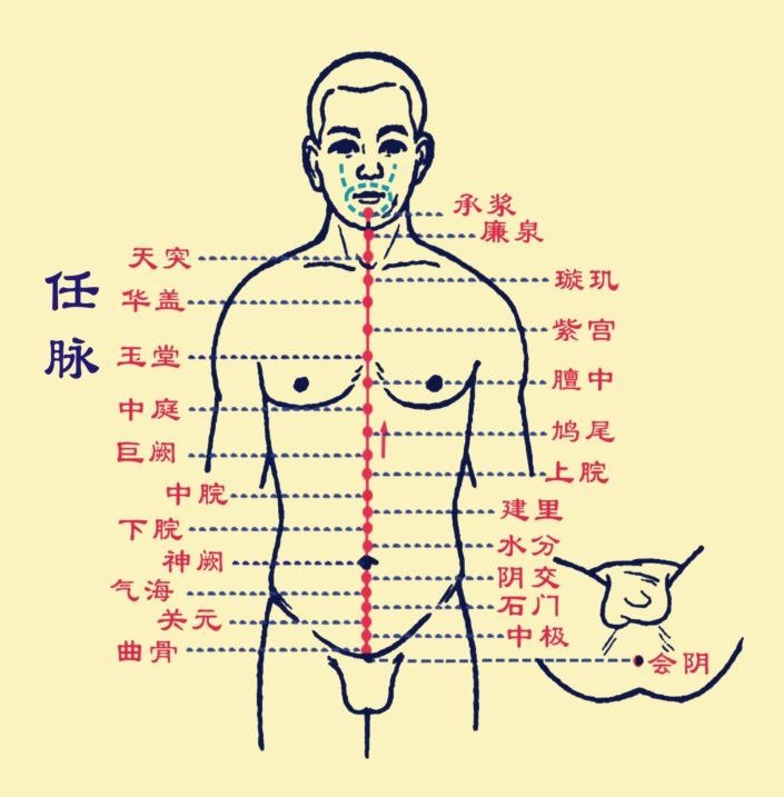 任脉:从下颌的承浆穴到下体的会阴穴督脉:从口部的龈交穴到背部最下的