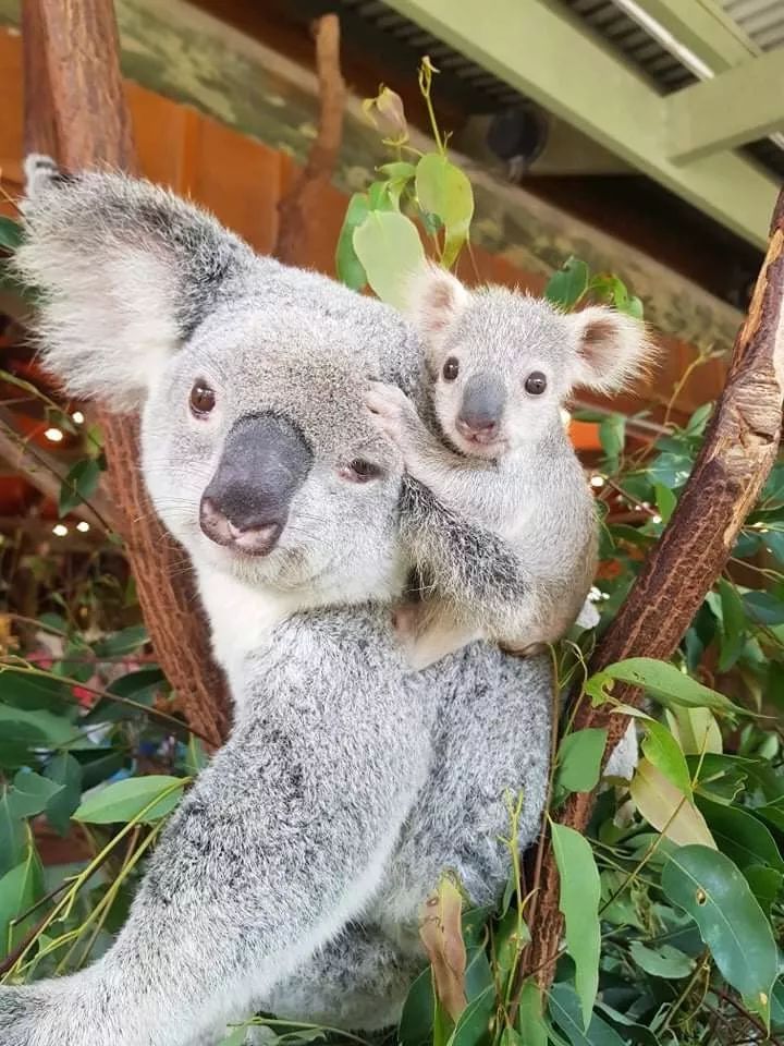 全澳最萌考拉宝宝 个性十足还会 wink | 遇见 aussie