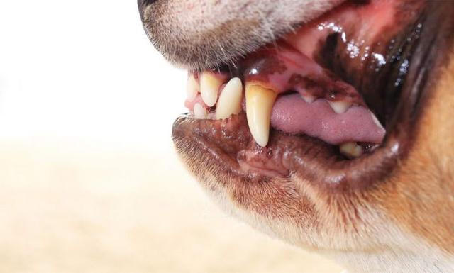 不健康的狗狗牙龈长什么样蓝紫色会致命4点带你了解狗狗牙龈