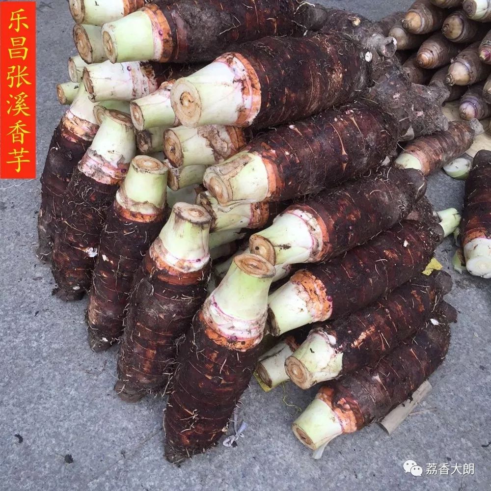 这炮弹好吃到爆