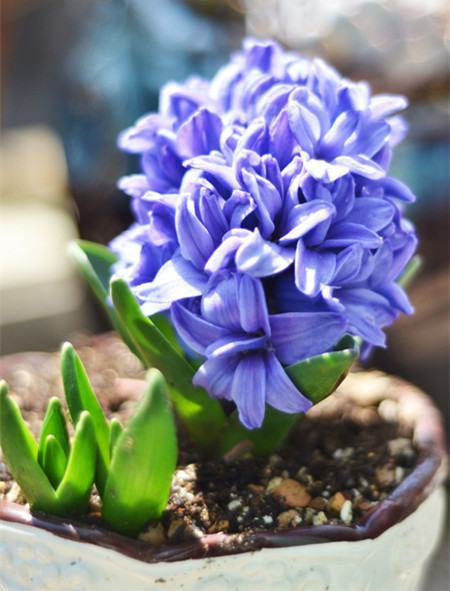 风信子的鳞茎为扁球状,外面呈紫蓝色或淡绿色,花似总状花序,着花5-15