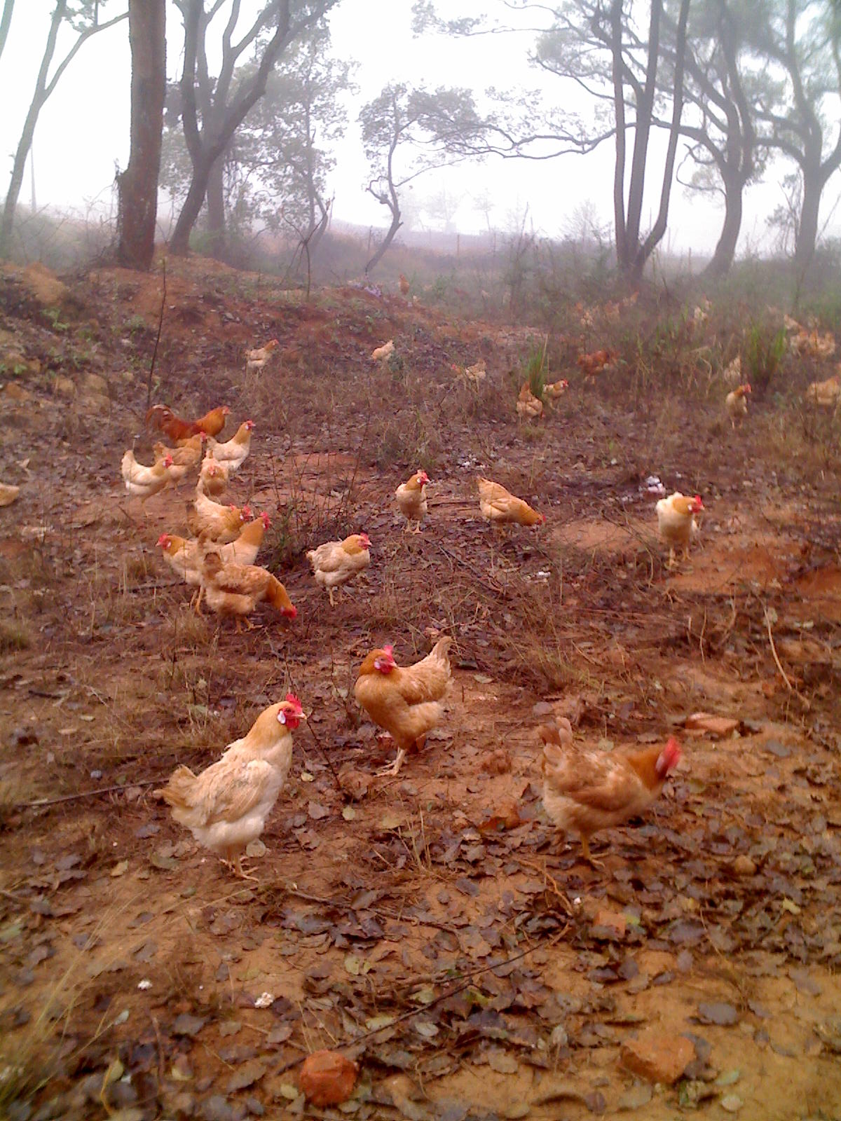 美食新体验丨官桥焦糖鸡鲜香来袭