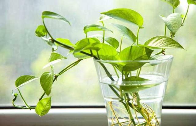 原创绿萝最离不开水有机肥水更适合绿萝四季常绿真养眼