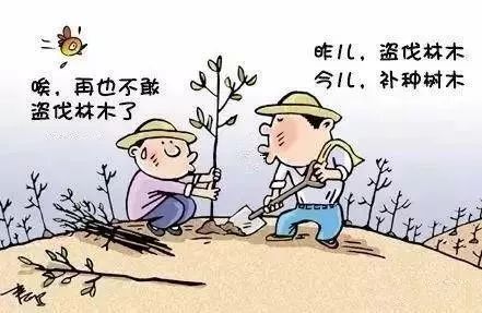 阴阳赵收树砍树没办砍伐证盗伐17棵补种85棵