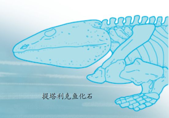 科普什么这种鱼居然会走路