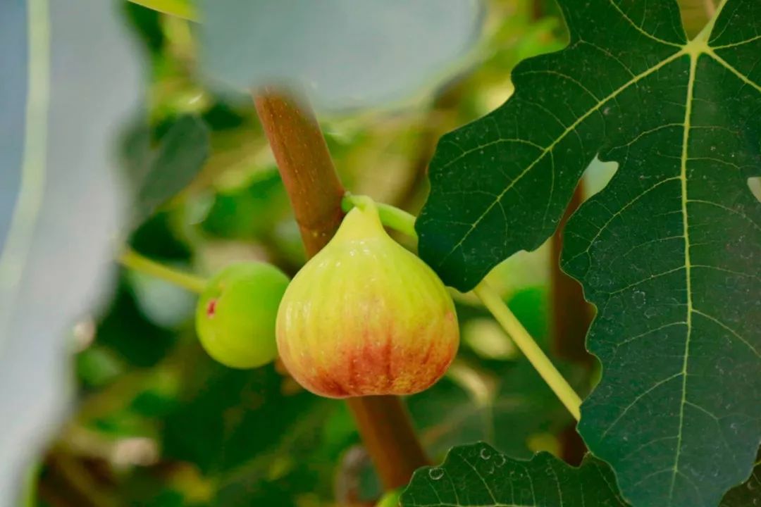 甜蜜来袭天气这么好一起来开发区平园池村摘水果吧