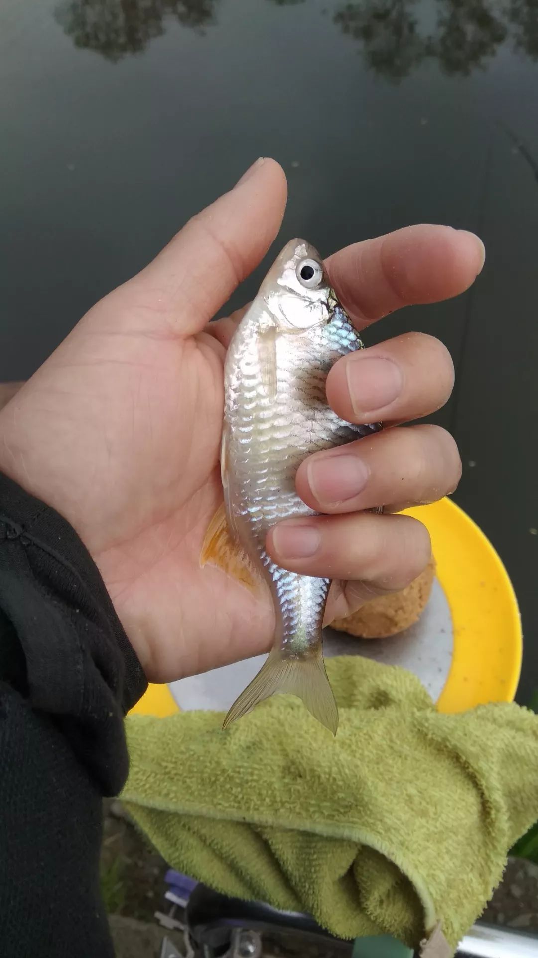 红狼枪戟鱼竿平价好用的休闲野钓大物竿