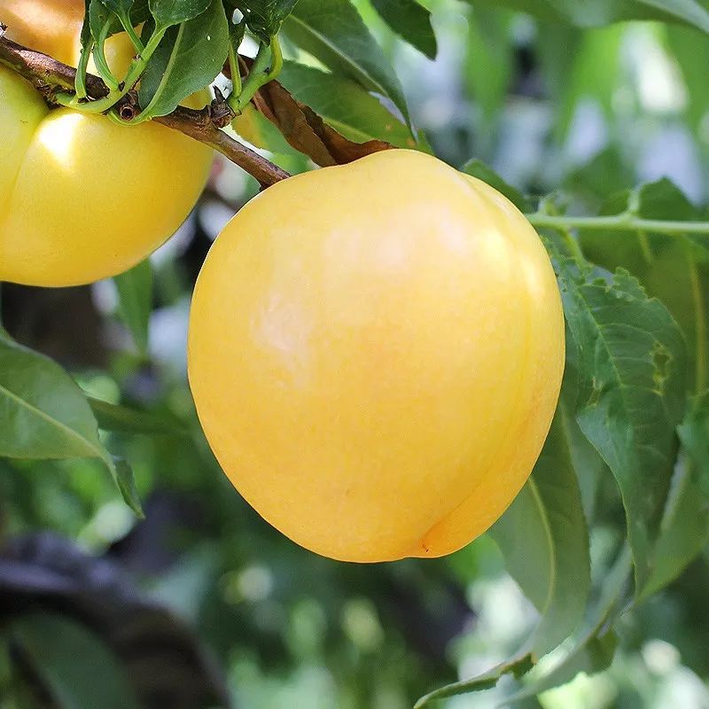 今年最后一波的晚熟黄油桃脆有脆的爽口软有软的多汁同样爆甜