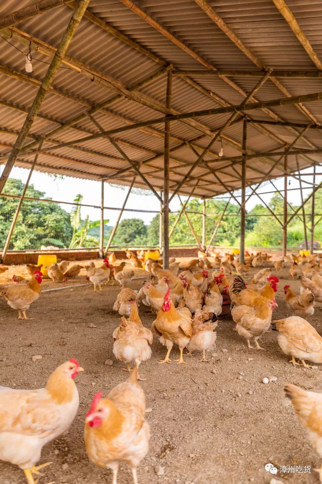 漳州新开的特色农家菜餐厅为了做土鸡煲承包了200亩的养鸡场