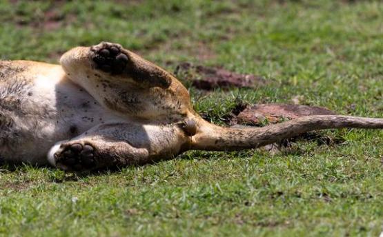 母狮草地上生产,幼崽刚出生立刻凑过去舔舐,叼在嘴里谁也不让碰_狮子